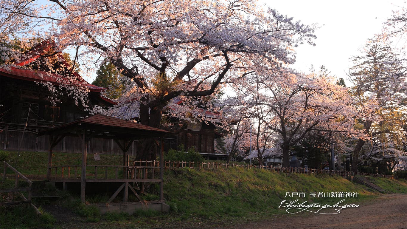 おとぎの桜