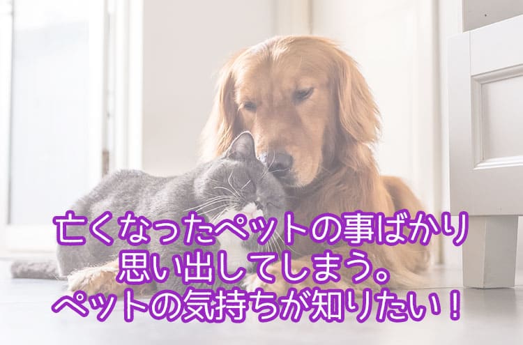 亡くなったペットの事ばかり思い出してしまう。ペットの気持ちが知りたい！